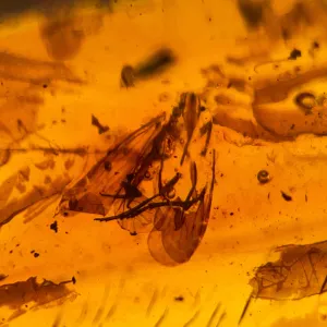 AMBER Stone - Insect Inclusion, Real Fossil - Tumbled Stones, Tumbled Crystals, Healing Crystals and Stones,  52754