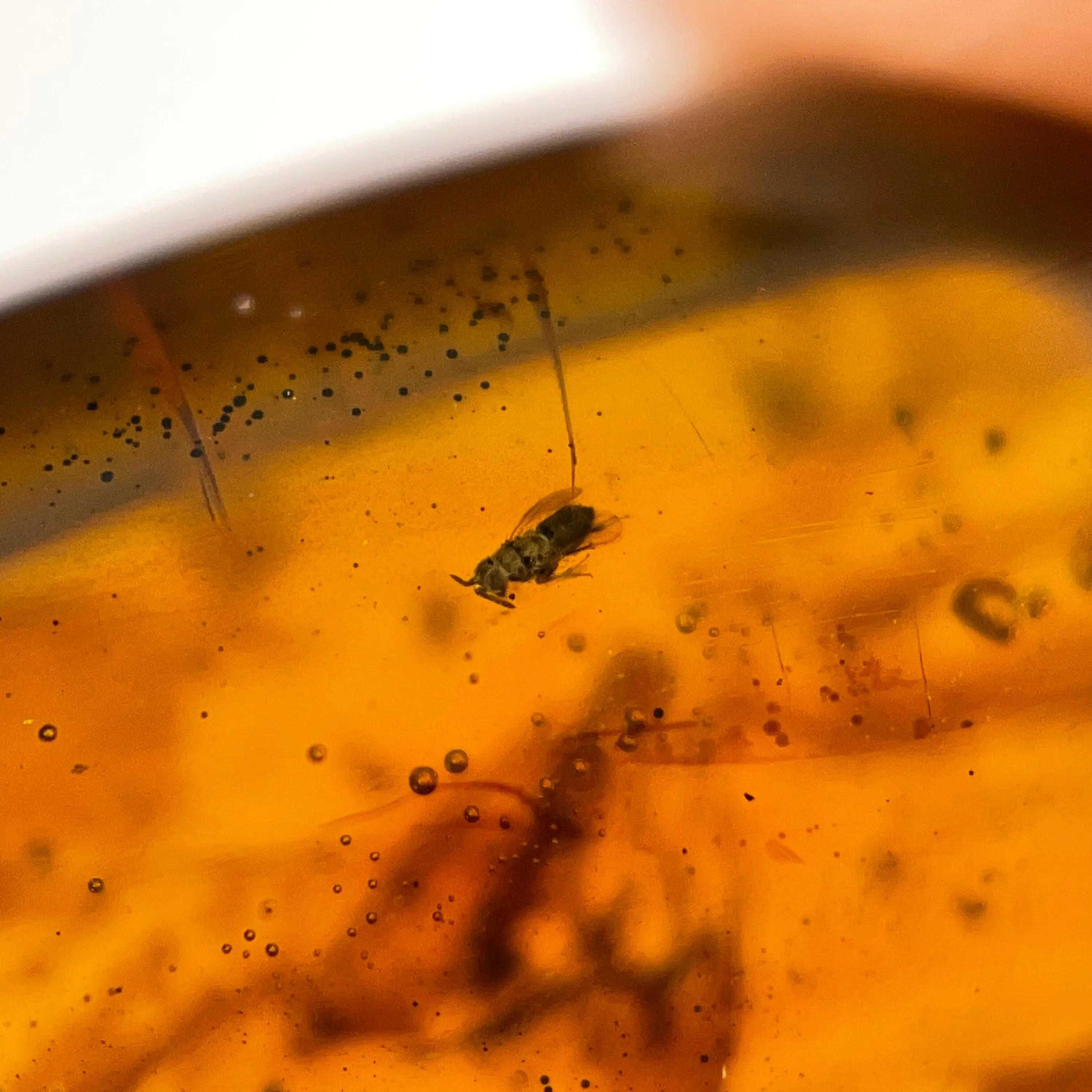 AMBER Stone - Insect Inclusion, Real Fossil - Tumbled Stones, Tumbled Crystals, Healing Crystals and Stones,  52754