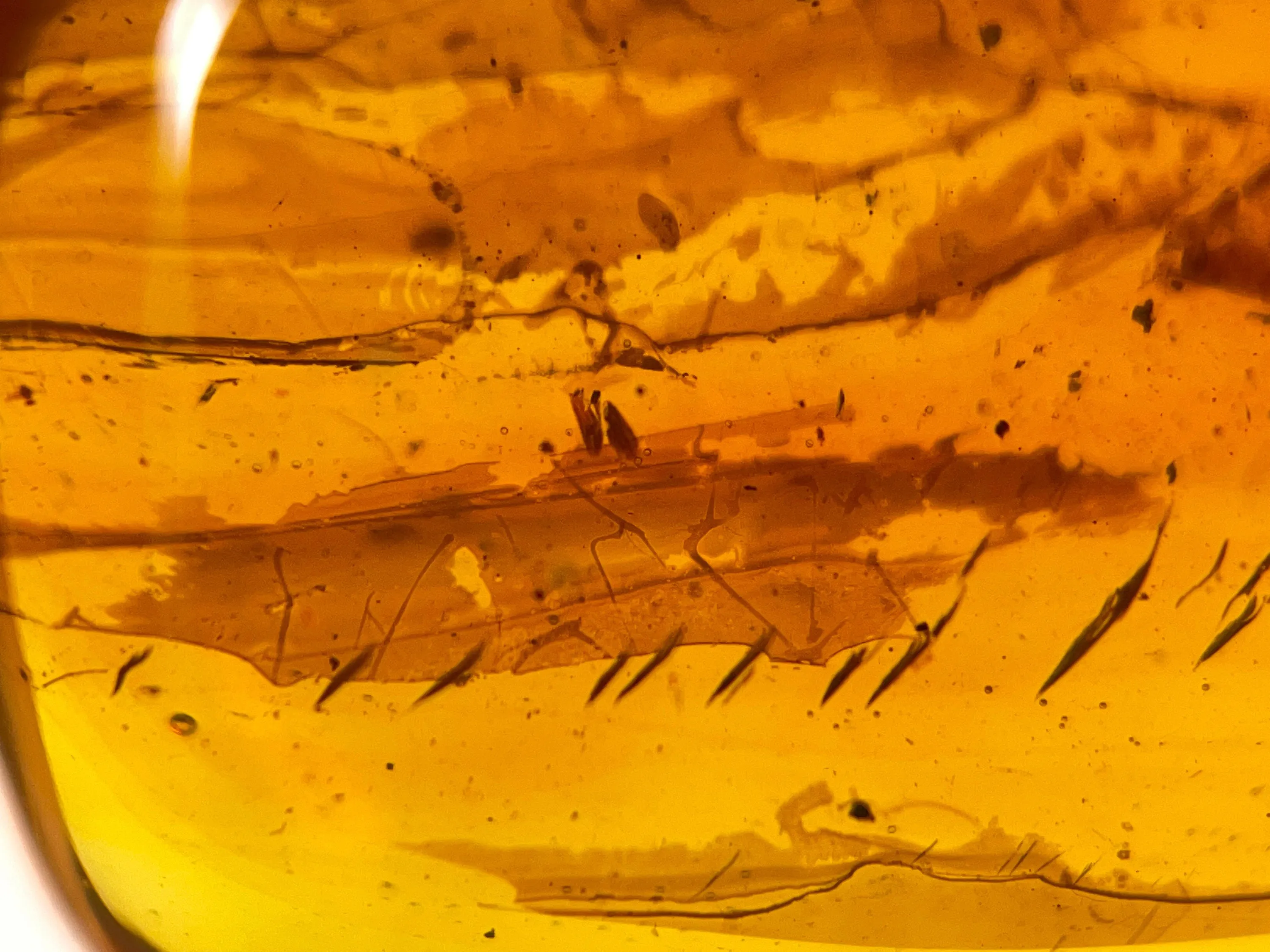AMBER Stone - Insect Inclusion, Real Fossil - Tumbled Stones, Tumbled Crystals, Healing Crystals and Stones,  52754