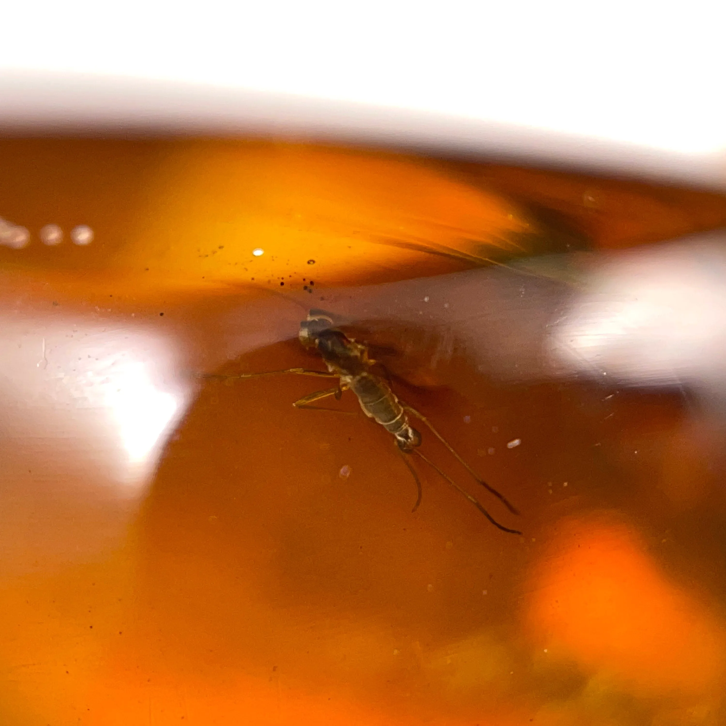 AMBER Stone - Insect Inclusion, Real Fossil - Tumbled Stones, Tumbled Crystals, Healing Crystals and Stones,  52754