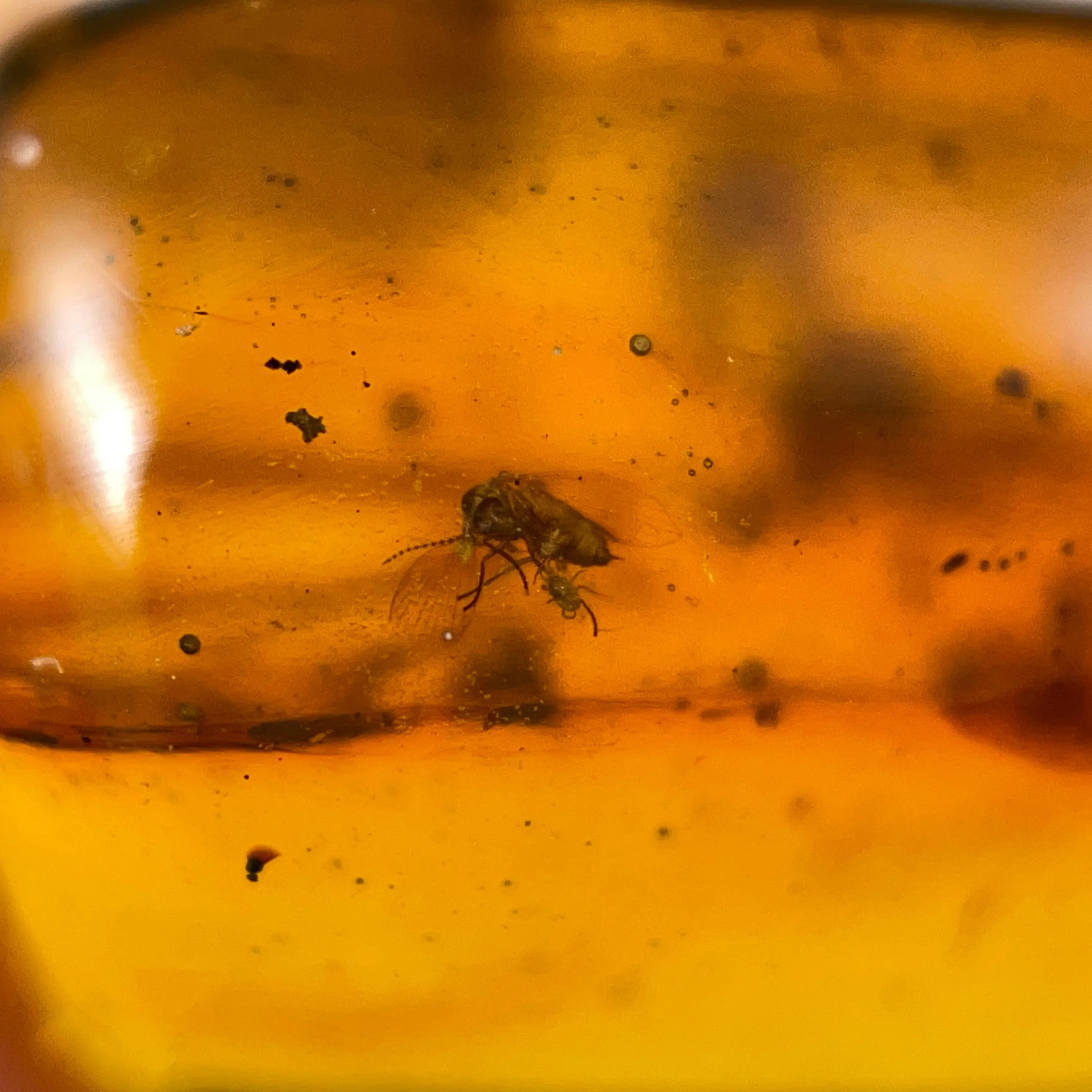 AMBER Stone - Insect Inclusion, Real Fossil - Tumbled Stones, Tumbled Crystals, Healing Crystals and Stones,  52754