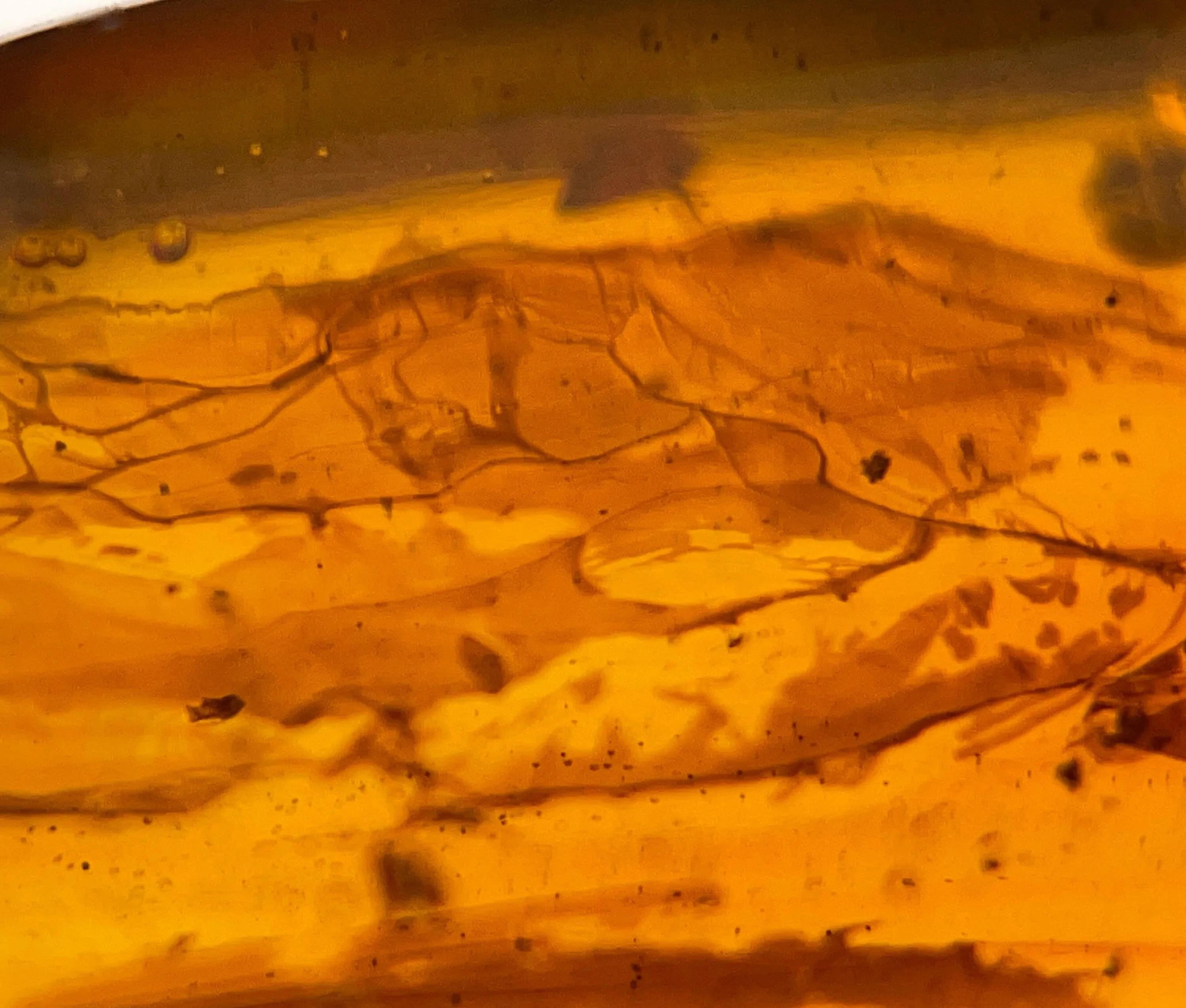 AMBER Stone - Insect Inclusion, Real Fossil - Tumbled Stones, Tumbled Crystals, Healing Crystals and Stones,  52754