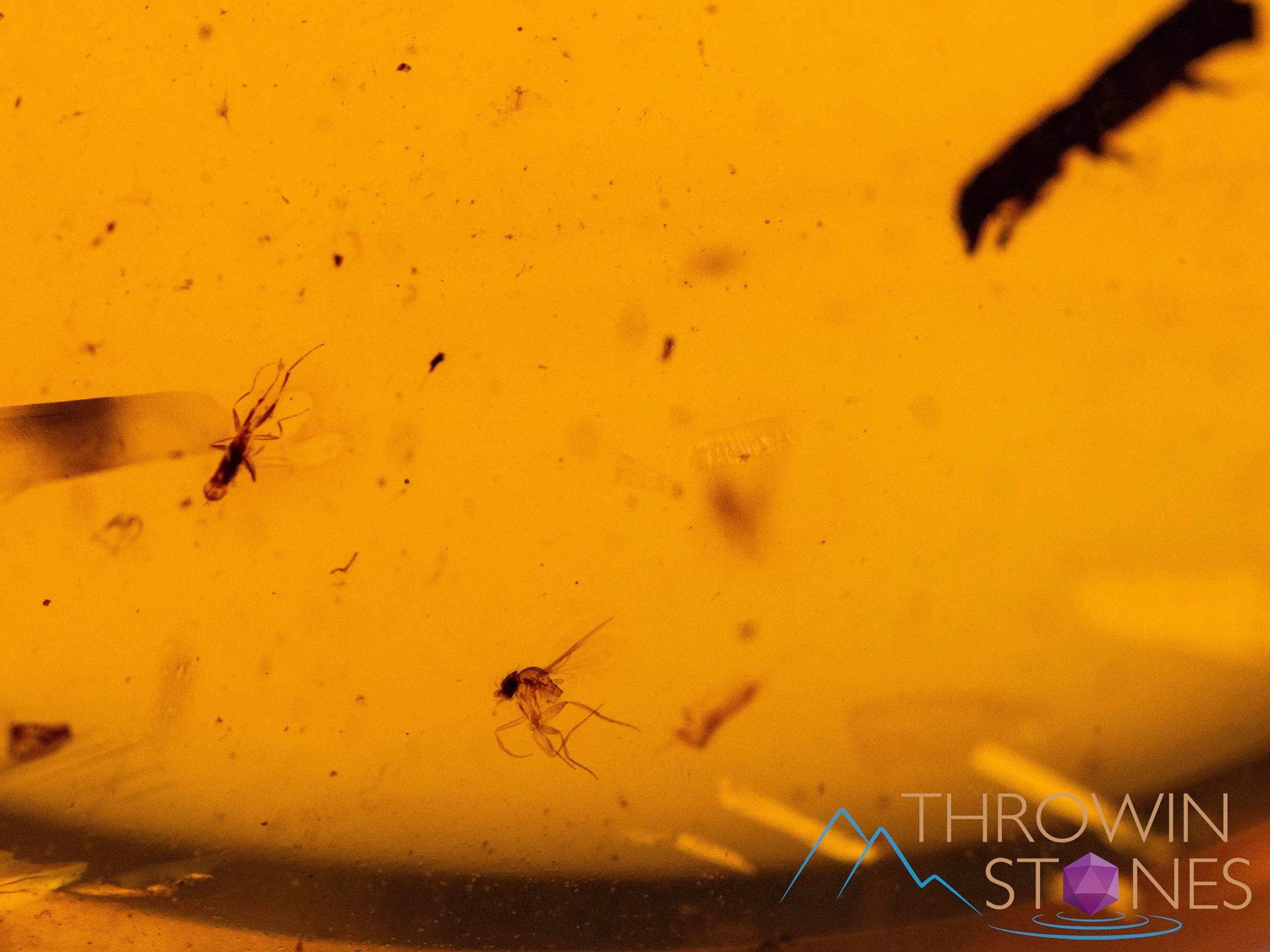 AMBER Stone - Spider Insect Inclusion, Real Fossil - Tumbled Stones, Tumbled Crystals, Healing Crystals and Stones,  52724