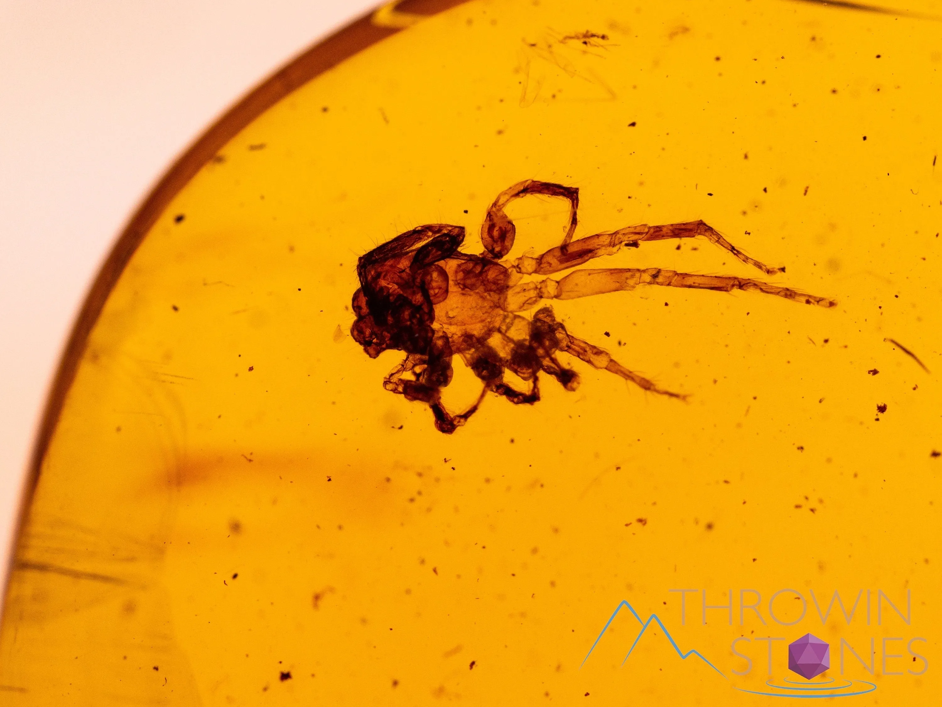 AMBER Stone - Spider Insect Inclusion, Real Fossil - Tumbled Stones, Tumbled Crystals, Healing Crystals and Stones,  52724