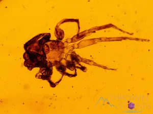 AMBER Stone - Spider Insect Inclusion, Real Fossil - Tumbled Stones, Tumbled Crystals, Healing Crystals and Stones,  52724